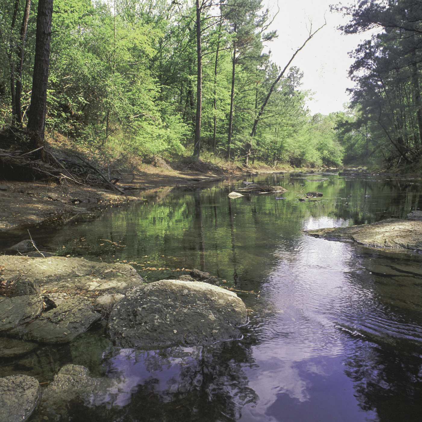 Texas A&M Forest Service is offering $750,000 for watershed protection plan implementation for local governments, water utilities and non-governmental organizations that have an existing watershed protection plan.